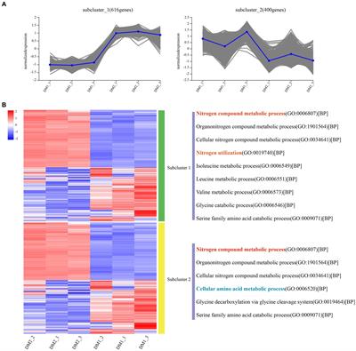 Transcriptomic analysis of nitrogen metabolism pathways in Klebsiella aerogenes under nitrogen-rich conditions